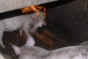 Grower pens underneath farrowing crates - Australian pig farming - Captured at Willawa Piggery, Grong Grong NSW Australia.