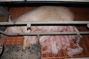 Farrowing crates at Wasleys Piggery SA - Australian pig farming - Captured at Wasleys Piggery, Pinkerton Plains SA Australia.