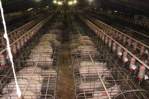 Wide view of huge sow stall shed from above - Australian pig farming - Captured at Grong Grong Piggery, Grong Grong NSW Australia.