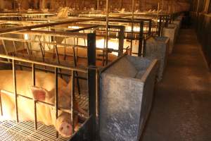 Farrowing crates at St Arnaud Piggery VIC - Australian pig farming - Captured at St Arnaud Piggery Units 2 & 3, St Arnaud VIC Australia.