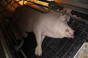 Farrowing crates at Sheaoak Piggery SA - Australian pig farming - Captured at Sheaoak Piggery, Shea-Oak Log SA Australia.