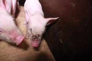 Piglet with facial wound - Australian pig farming - Captured at Girgarre Piggery, Girgarre VIC Australia.