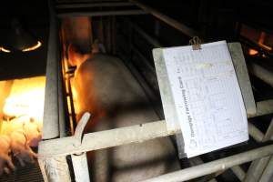 Farrowing record - Australian pig farming - Captured at Deni Piggery, Deniliquin NSW Australia.