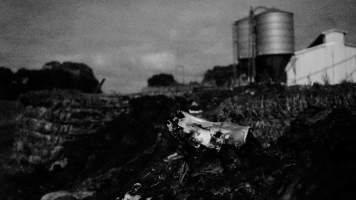 Skull on dead pile, shed in background - Australian pig farming - Captured at Yelmah Piggery, Magdala SA Australia.