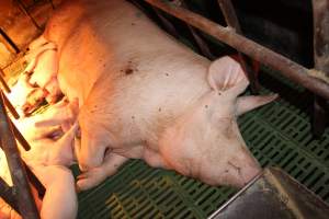 Sow with pressure sore - Australian pig farming - Captured at Bungowannah Piggery, Bungowannah NSW Australia.