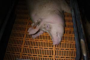 Farrowing crates at Wasleys Piggery SA - Australian pig farming - Captured at Wasleys Piggery, Pinkerton Plains SA Australia.