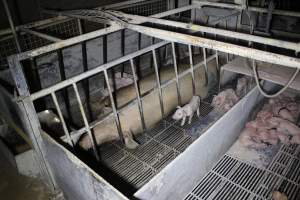 Farrowing crates at Huntly Piggery NSW - Australian pig farming - Captured at Huntly Piggery, Huntly North VIC Australia.