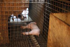 Dead weaner piglet - Australian pig farming - Captured at Korunye Park Piggery, Korunye SA Australia.