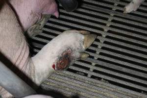 Sow with leg wound - Australian pig farming - Captured at Deni Piggery, Deniliquin NSW Australia.