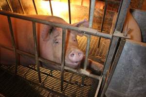 Farrowing crates at St Arnaud Piggery VIC - Australian pig farming - Captured at St Arnaud Piggery Units 2 & 3, Saint Arnaud VIC Australia.