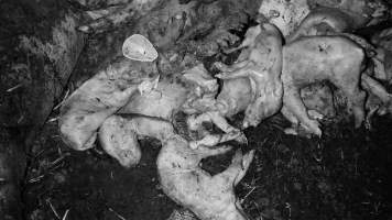 Pile of dead pigs outside - Australian pig farming - Captured at Yelmah Piggery, Magdala SA Australia.