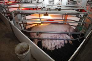 Farrowing crates at Mindarra Piggery WA - Australian pig farming - Captured at Mindarra Piggery (module 1), Boonanarring WA Australia.