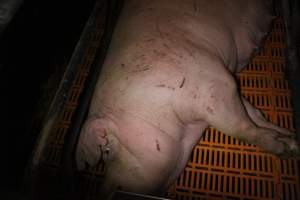 Sow with scratches and cuts - Australian pig farming - Captured at Wasleys Piggery, Pinkerton Plains SA Australia.