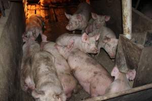 Grower pens underneath farrowing crates - Australian pig farming - Captured at Willawa Piggery, Grong Grong NSW Australia.