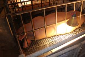 Farrowing crates at St Arnaud Piggery VIC - Australian pig farming - Captured at St Arnaud Piggery Units 2 & 3, St Arnaud VIC Australia.