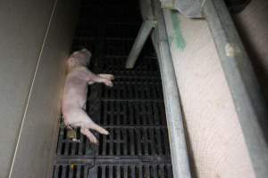 Farrowing crates at Sheaoak Piggery SA - Australian pig farming - Captured at Sheaoak Piggery, Shea-Oak Log SA Australia.