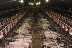 Wide view of huge sow stall shed from above - Australian pig farming - Captured at Grong Grong Piggery, Grong Grong NSW Australia.