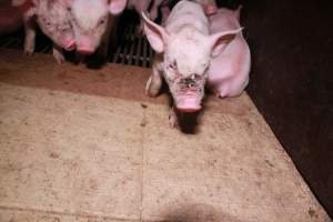Piglet with facial wound - Australian pig farming - Captured at Girgarre Piggery, Kyabram VIC Australia.