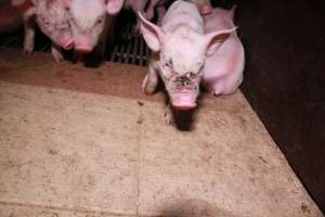 Piglet with facial wound - Australian pig farming - Captured at Girgarre Piggery, Girgarre VIC Australia.