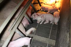 Sow with leg wound - Australian pig farming - Captured at Deni Piggery, Deniliquin NSW Australia.