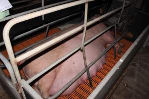 Farrowing crates at Wasleys Piggery SA - Australian pig farming - Captured at Wasleys Piggery, Pinkerton Plains SA Australia.