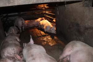 Grower pens underneath farrowing crates - Australian pig farming - Captured at Willawa Piggery, Grong Grong NSW Australia.