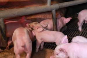 Piglet with facial wound - Australian pig farming - Captured at Girgarre Piggery, Kyabram VIC Australia.