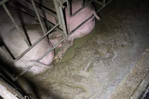 Sows in sow stalls living in thick excrement - Australian pig farming - Captured at Deni Piggery, Deniliquin NSW Australia.