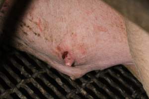 Farrowing crates at Finniss Park Piggery SA - Australian pig farming - Captured at Finniss Park Piggery, Mannum SA Australia.