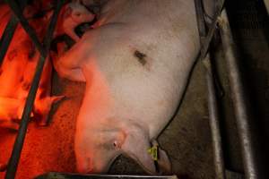 Farrowing crates at Finniss Park Piggery SA - Australian pig farming - Captured at Finniss Park Piggery, Mannum SA Australia.