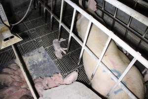 Farrowing crates at Huntly Piggery NSW - Australian pig farming - Captured at Huntly Piggery, Huntly North VIC Australia.