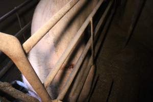 Farrowing crates at Korunye Park Piggery SA - Australian pig farming - Captured at Korunye Park Piggery, Korunye SA Australia.