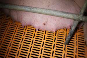 Farrowing crates at Wasleys Piggery SA - Australian pig farming - Captured at Wasleys Piggery, Pinkerton Plains SA Australia.