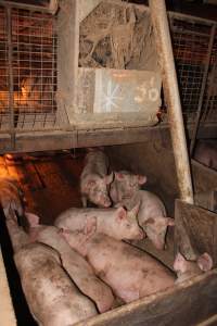 Grower pens underneath farrowing crates - Australian pig farming - Captured at Willawa Piggery, Grong Grong NSW Australia.