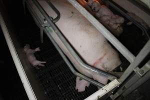 Farrowing crates at Sheaoak Piggery SA - Australian pig farming - Captured at Sheaoak Piggery, Shea-Oak Log SA Australia.