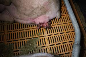 Farrowing crates at Wasleys Piggery SA - Australian pig farming - Captured at Wasleys Piggery, Pinkerton Plains SA Australia.