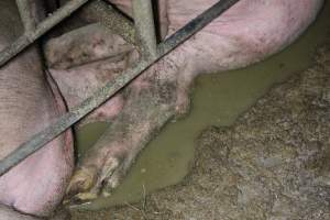 Sows in sow stalls living in thick excrement - Australian pig farming - Captured at Deni Piggery, Deniliquin NSW Australia.