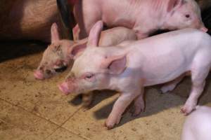 Piglet with facial wound - Australian pig farming - Captured at Girgarre Piggery, Kyabram VIC Australia.