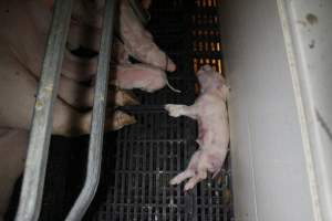 Farrowing crates at Sheaoak Piggery SA - Australian pig farming - Captured at Sheaoak Piggery, Shea-Oak Log SA Australia.