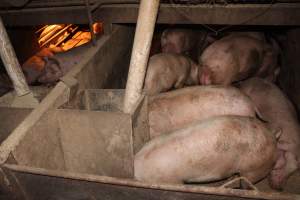 Grower pens underneath farrowing crates - Australian pig farming - Captured at Willawa Piggery, Grong Grong NSW Australia.