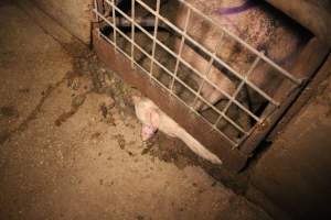 Farrowing crates at Korunye Park Piggery SA - Australian pig farming - Captured at Korunye Park Piggery, Korunye SA Australia.