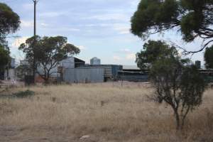 Piggery sheds outside in daylight - Australian pig farming - Captured at Dublin Piggery, Dublin SA Australia.