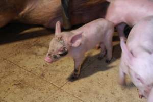 Piglet with facial wound - Australian pig farming - Captured at Girgarre Piggery, Girgarre VIC Australia.