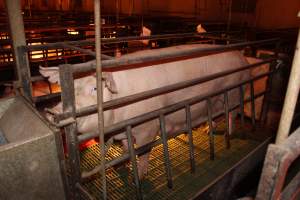 Farrowing crates at Bungowannah Piggery NSW - Australian pig farming - Captured at Bungowannah Piggery, Bungowannah NSW Australia.