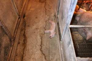 Dead piglet in aisle - Australian pig farming - Captured at St Arnaud Piggery Units 2 & 3, St Arnaud VIC Australia.