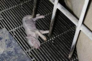 Farrowing crates at Huntly Piggery NSW - Australian pig farming - Captured at Huntly Piggery, Huntly North VIC Australia.