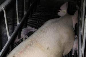 Farrowing crates at Huntly Piggery NSW - Australian pig farming - Captured at Huntly Piggery, Huntly North VIC Australia.