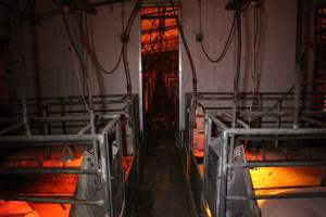 Farrowing crates at Finniss Park Piggery SA - Australian pig farming - Captured at Finniss Park Piggery, Mannum SA Australia.