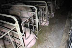 Sows in sow stalls living in thick excrement - Australian pig farming - Captured at Deni Piggery, Deniliquin NSW Australia.