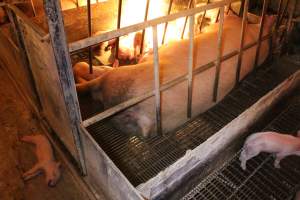 Dead piglet in aisle - Australian pig farming - Captured at St Arnaud Piggery Units 2 & 3, St Arnaud VIC Australia.